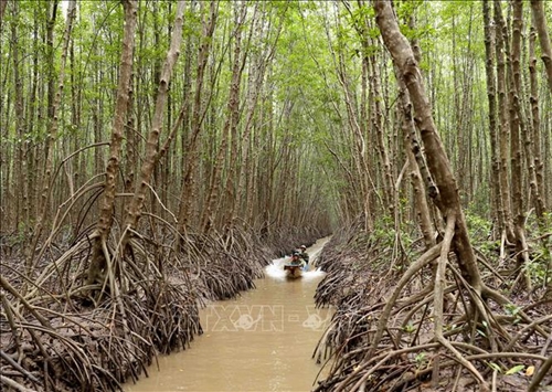 Bangladesh cấm nhựa dùng một lần tại khu rừng ngập mặn lớn nhất thế giới