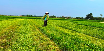 Cần bao nhiêu rau má để có được một lít nước rau má?
