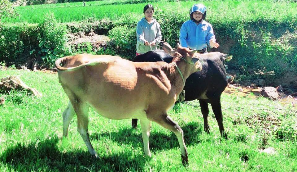 Cách nuôi bò sinh sản hay từ 9 con bò cái đẻ ra hàng đàn bê con ở Thái  Nguyên