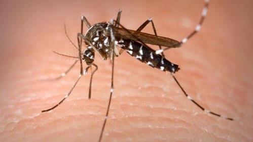 Mục tiêu không có bệnh sốt rét ở châu Á – Thái Bình Dương nằm trong tầm tay
