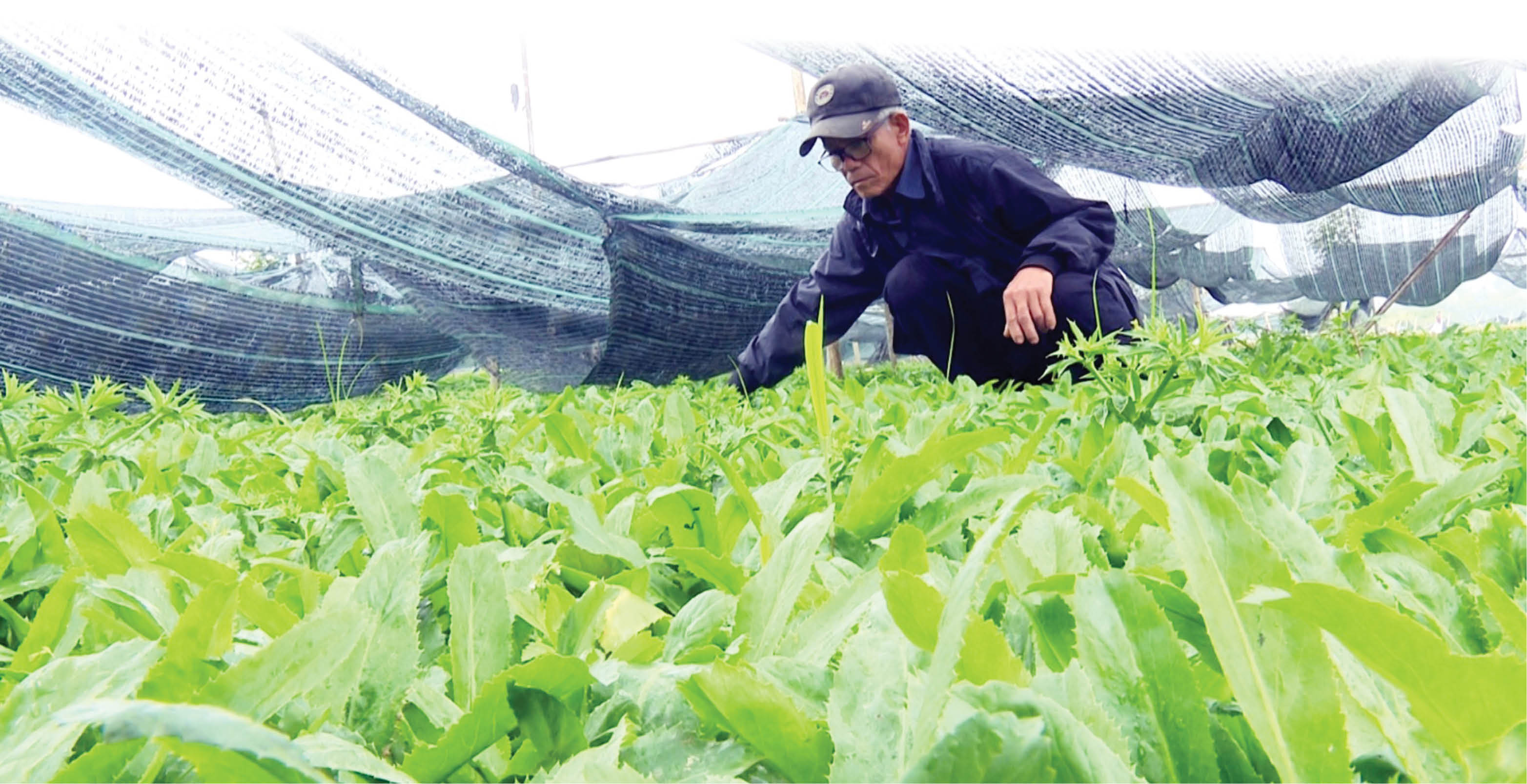 Trồng rau hữu cơ Mô hình của những nông dân hiện đại  Báo Quảng Ninh điện  tử