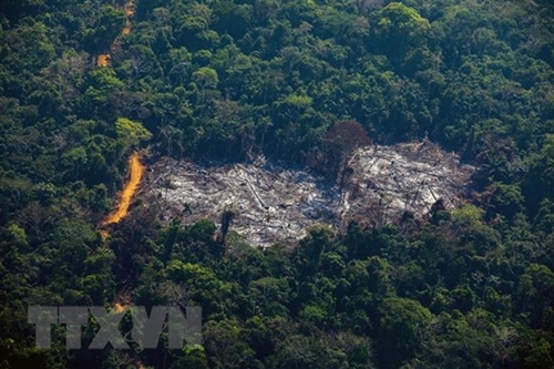 Quản lý bền vững các khu rừng trên thế giới