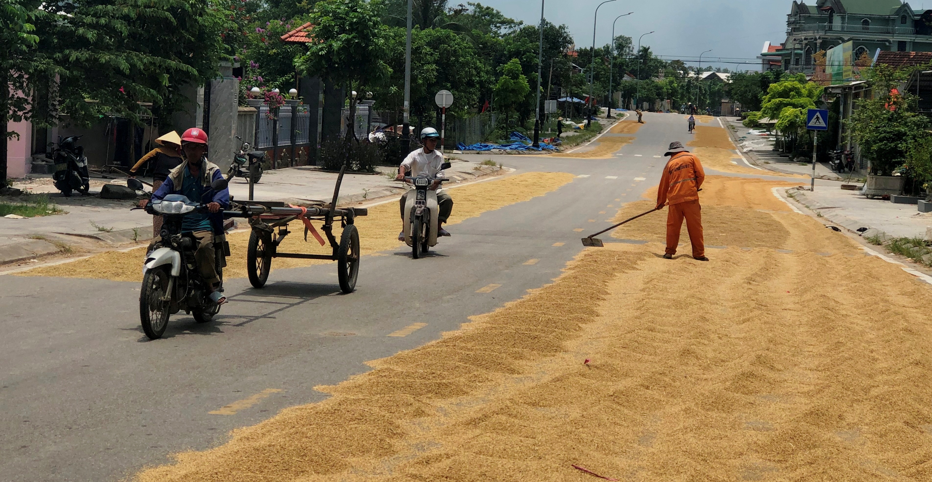 Phơi lúa trên đường dễ gây tai nạn giao thông