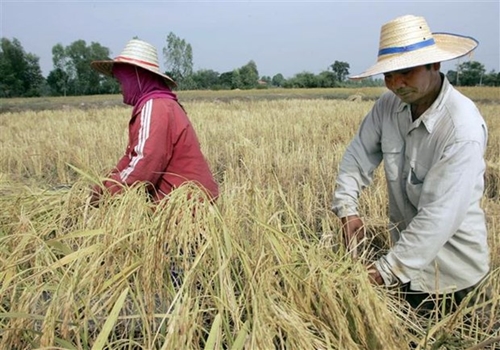 El Nino có thể tác động đến sản lượng của nước xuất khẩu gạo thứ hai thế giới