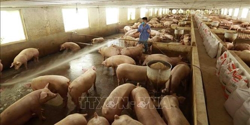 Giá thịt giảm và chi phí cao khiến doanh nghiệp chăn nuôi lợn thua lỗ