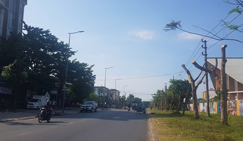 Tại sao cây xanh trên đường Phạm Văn Đồng bị cắt tỉa giữa mùa nắng nóng