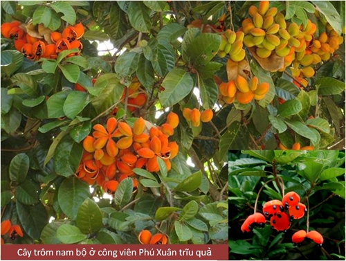 Trôm Nam bộ loài cây xanh đặc hữu của Việt Nam
