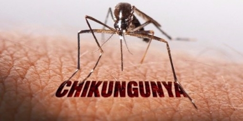 Thử nghiệm vaccine ngừa bệnh sốt chikungunya cho kết quả khả quan