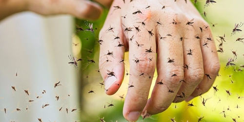 Biến đổi khí hậu dẫn đến nguy cơ mắc các bệnh do muỗi truyền ngày càng tăng