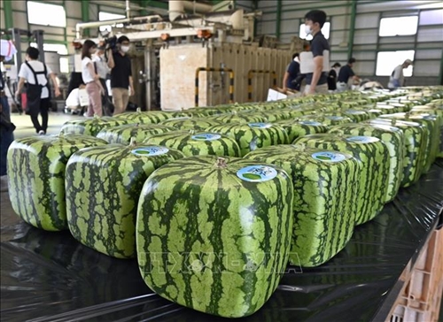 Nhật Bản bắt đầu xuất lô dưa hấu vuông đầu tiên trong năm