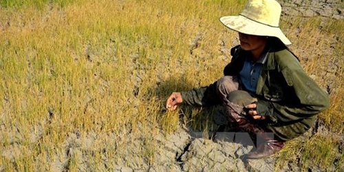 Nguy cơ hạn hán ở Thái Lan đe doạ nguồn cung đường và gạo toàn cầu