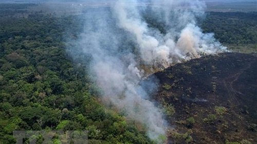 Colombia và Brazil cam kết hợp tác bảo vệ rừng Amazon