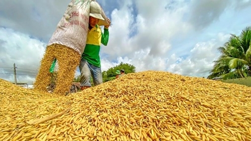 Giá gạo tăng cao khiến nhiều nước khó tiếp cận