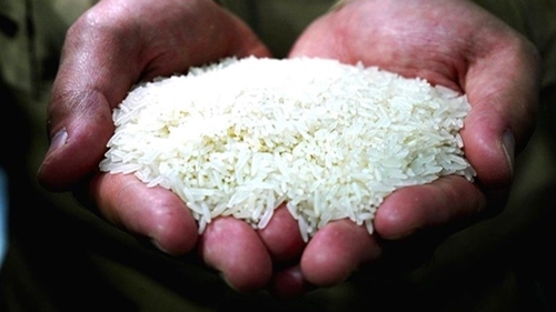 Ấn Độ cấm xuất khẩu loại gạo chủ lực