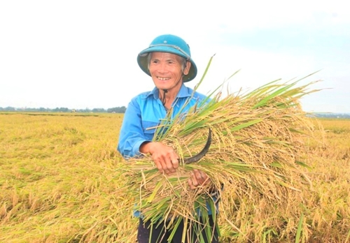 Cân đối lượng gạo xuất khẩu và tiêu dùng trong nước