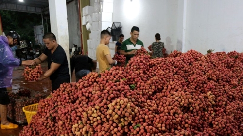 Khai thác thị trường Mỹ cho nông sản Việt Nam