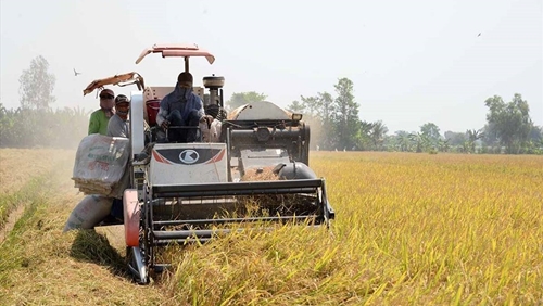 Philippines đàm phán nhập khẩu thêm gạo từ Việt Nam và Ấn Độ