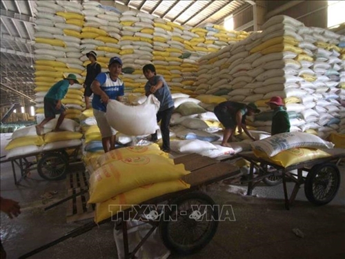 Giá gạo Việt Nam, Thái Lan tăng mạnh sau lệnh cấm xuất khẩu gạo của Ấn Độ