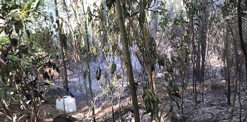 Liên tiếp khống chế hai vụ cháy rừng ở huyện Phú Lộc