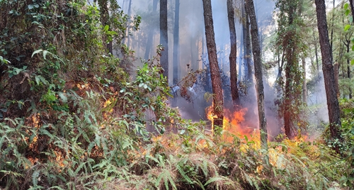 Báo động cháy rừng