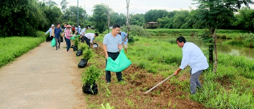 Thêm 5 000 cây chè tàu được trồng tại làng cổ Phước Tích