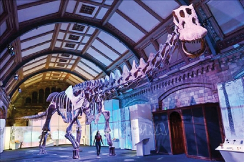 Bộ xương hóa thạch khủng long “Barry” sắp được bán đấu giá