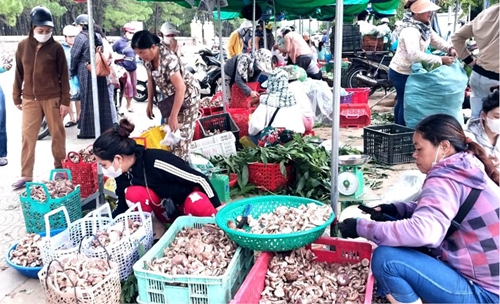 “Chợ” nấm tràm trên đàn Nam Giao