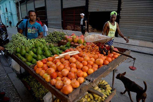 Cuba Doanh nhân sử dụng “aquaponics” để sản xuất lương thực hiệu quả
