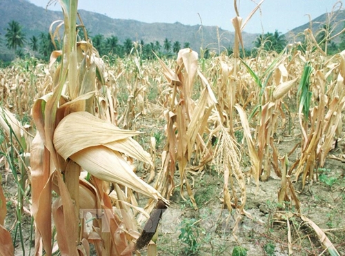 Giá nông sản có thể chạm mức cao mới do El Nino