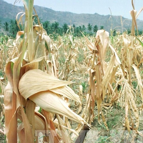 Giá nông sản có thể chạm mức cao mới do El Nino