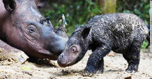 Tê giác Sumatra quý hiếm chào đời ở khu bảo tồn Indonesia