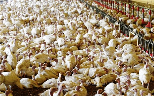 Công nghệ chỉnh sửa gen giúp gà có khả năng kháng cúm gia cầm cao hơn