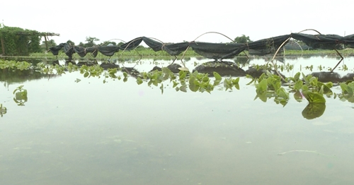 Quảng Điền Gần 130 ha rau màu bị thiệt hại do ngập lụt