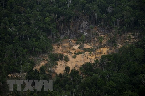 Thế giới vẫn cách xa mục tiêu chấm dứt nạn phá rừng vào năm 2030