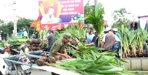 Trao tặng 10 000 cây dừa để khôi phục lại làng dừa truyền thống