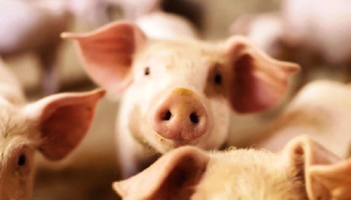 Hongkong tiêu hủy hơn 5 000 con lợn sau khi phát hiện virus ASF