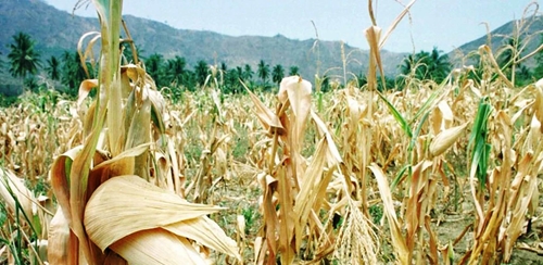 Cần tài trợ để ngăn El Nino làm trầm trọng thêm nạn đói toàn cầu