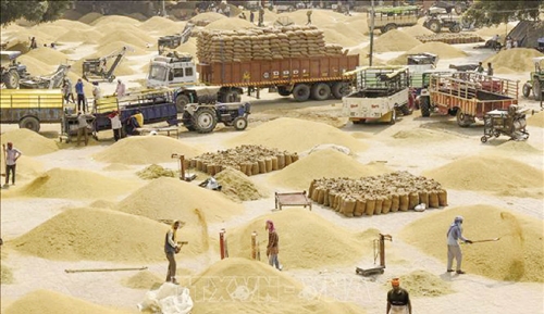 Ấn Độ khả năng sẽ duy trì lệnh cấm xuất khẩu gạo trong năm 2024