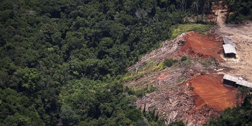 Tốc độ tàn phá rừng nhiệt đới Amazon giảm mạnh từ đầu năm đến nay