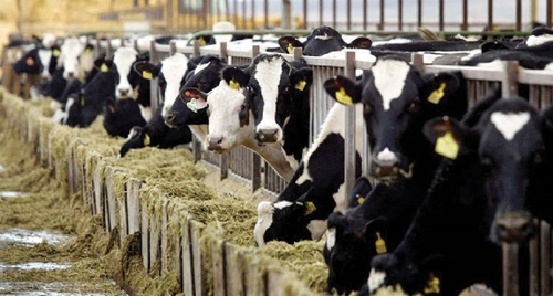 COP28 Nhiều công ty sữa toàn cầu tham gia liên minh cắt giảm khí thải metan