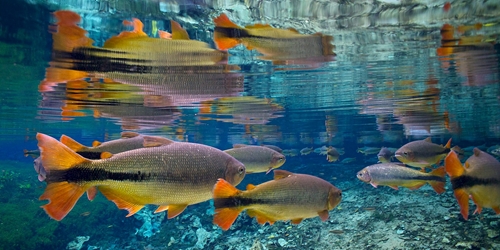 IUCN 25 cá nước ngọt trên toàn cầu có nguy cơ tuyệt chủng