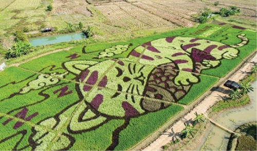 Thái Lan Độc đáo người dân trồng lúa với tạo hình mèo nghệ thuật