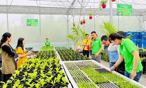 Mô hình rau sạch đầu tiên do cá nhân đầu tư tại Hương Thủy