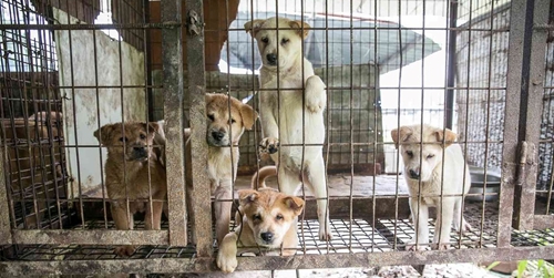 Quốc hội Hàn Quốc thông qua dự luật cấm tiêu thụ thịt chó