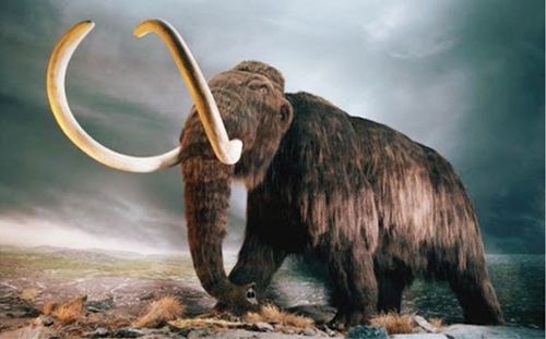 Thợ mỏ ở Bắc Dakota khai quật được ngà voi ma mút bị chôn vùi hàng ngàn năm