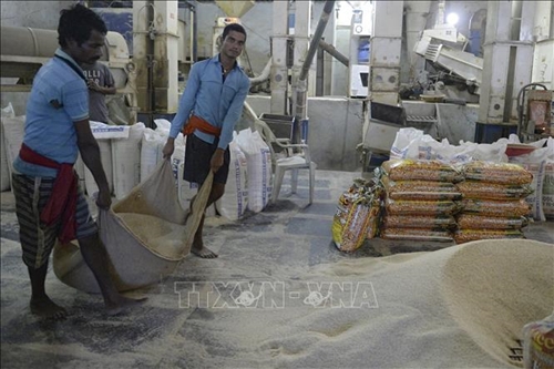 Giá gạo của Ấn Độ tăng lên mức cao kỷ lục do nguồn cung giảm