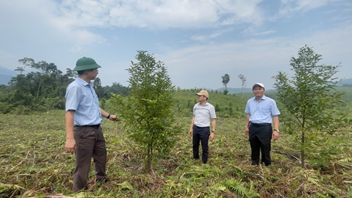 Phát triển rừng trồng bản địa và trồng cây dược liệu