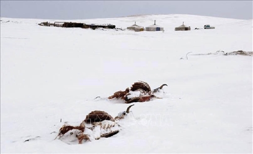 Mông Cổ 2 triệu vật nuôi chết do thời tiết mùa đông khắc nghiệt