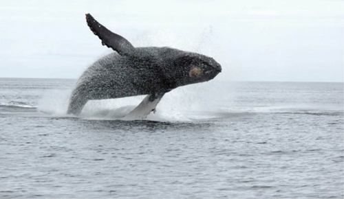 Sóng nhiệt có thể là nguyên nhân làm giảm số lượng cá voi ở Thái Bình Dương