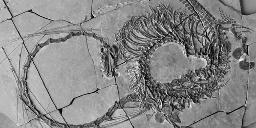 Phát hiện hóa thạch rồng 240 triệu năm tuổi